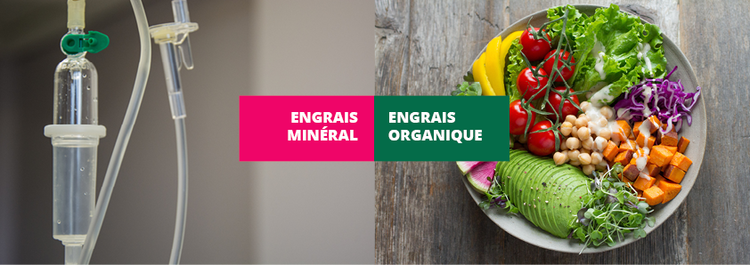 Engrais organique VS engrais minéral : quelles différences ?